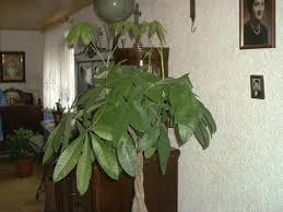 Image result for pachira obrázek