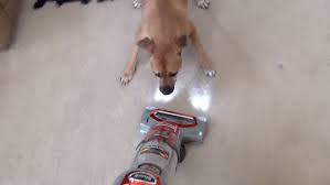 Display Case Unboxing And Funny Dog Barking At Vacuum Dog Barking Display Case Funny Dogs