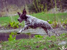 Image result for německý ohař krátkosrstý