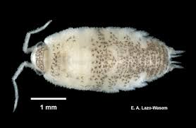 Image result for Aneilema arenicola