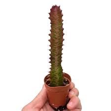 Image result for Euphorbia dedzana