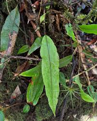 Image result for Oleandra