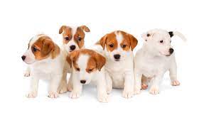 Dès que le chiot ou le chien fait son entrée dans la maison, se pose le problème du nom. Quels Noms Pour Les Chiens Nes En 2020 Actualite Chien Santevet