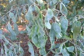 Image result for Acacia podalyriifolia