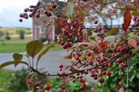 Maybe you would like to learn more about one of these? Prairie Fire Crabapple Tree Just Two Farm Kids