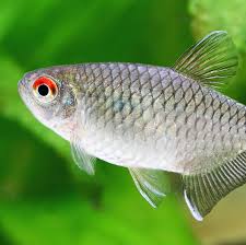 Image result for Tetracera masuiana