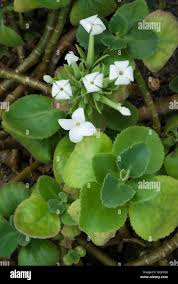 Image result for Euphorbia schimperiana