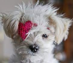 Pin On Dogѕ