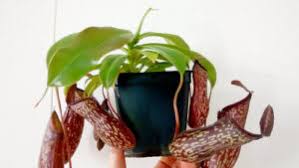 ウツボカズラのまとめ 育て方 植え替えや挿し木 と花言葉等16個のポイント 植物の育て方や豆知識をお伝えするサイト