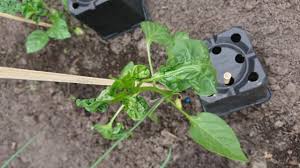 Mon coeur est mousquetaire, je le sens bien, monsieur, et cela m'entraîne. Les Feuilles De Mes Poivrons Et Piments Sont Tordues Que Faire Astuces Au Potager