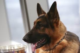 Search our extensive list of dogs, cats and other pets available near you. Watch This Adorable Dog Stop In His Tracks When His Soldier Comes Home For The Holidays