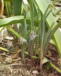 Image result for Ledebouria cooperi