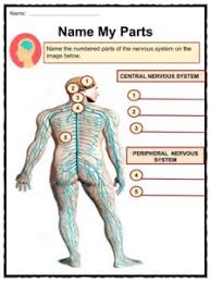 The nervous system in humans has two main parts: Nervous System Facts Worksheets Parts Divisions For Kids
