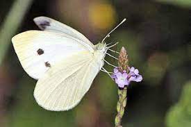 Fauna Y Flora Del Mundo Mariposa De La Col Imagen Para Perfil Whatsapp Animales Animales Salvajes