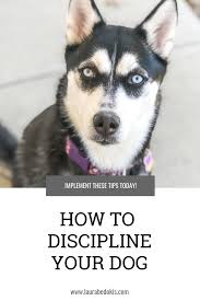 Dog Discipline The Do S Don Ts Laurabedokis Com Best Pet Dogs Dogs Your Dog