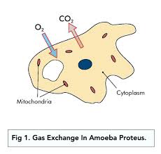 Gas Exchange In Fish. Gas Exchange In Fish - Gills The Gas Exchange Organs  In Fish Are The Gills. Like Other Animals, Fish Require A Gas Exchange  Surface. - Ppt Download