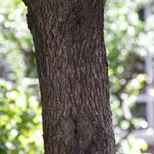 Check spelling or type a new query. Franklin Marshall Eastern Redbud Cercis Canadensis