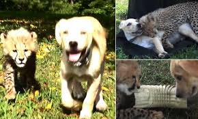 Alaska national guard, anchorage, alaska. Baby Cheetah Kumbali And Rescue Puppy Kago Become Best Friends At Metro Richmond Zoo Daily Mail Online
