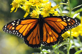 Check spelling or type a new query. Friends Of Sp Nature Park Get Free Milkweed Seeds To Help Save The Western Monarch The South Pasadenan South Pasadena News