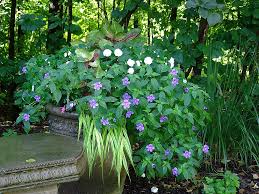 Image result for Browallia