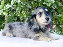 Luna Black Cream Long Haired Mini Dachshund Dachshund Breed Dapple Dachshund Clever Dog