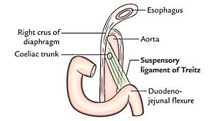0%0% found this document useful, mark this document as. Easy Notes On Ligament Of Treitz Suspensory Muscle Of Duodenum Earth S Lab