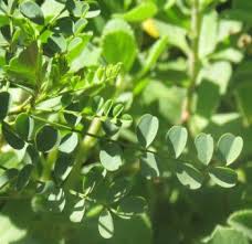 Image result for Indigofera lydenburgensis