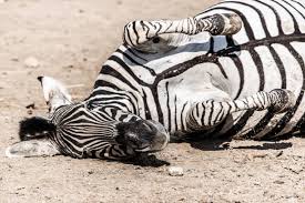 110+ Zebra Fallen Stock Photos, Pictures & Royalty-Free Images - iStock