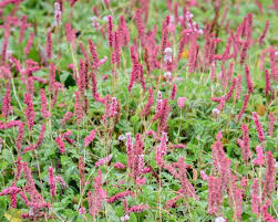 Maybe you would like to learn more about one of these? Persicaria Affinis Superba Duizendknoop Vertrouwd Online Kopen
