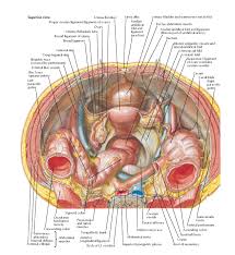 Free online quiz superficial anatomy of the trunk (female). Pelvic Contents Female Anatomy Pediagenosis