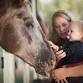 Meet the 4-H horses