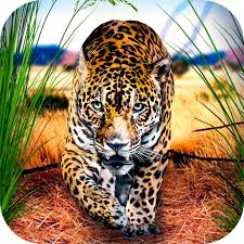 The second involves providing meat to stay alive. Amazon Com Wild Leopard African Animal Survival Apps Games