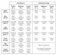 53 Veritable Domestic Shorthair Cat Weight Chart