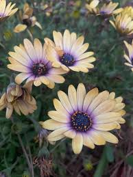 Image result for Sisyranthus