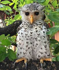 Black And White Spotted Bird Feather Spot Bellied Eagle Owl S Feathers Look Like Tiny Black Hearts Owl Animals Beautiful Beautiful Birds