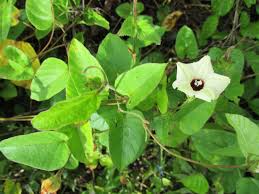 Image result for Hewittia malabarica