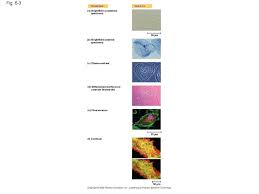 Tour of an animal cell structures and functions (bioflix tutorial). A Tour Of The Cell Online Presentation
