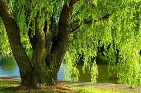 Image result for venturia saliciperda willow tree