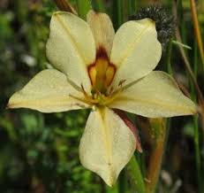 Image result for Wachendorfia