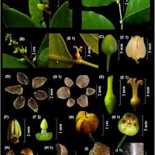 Image result for Fimbristylis scabrida