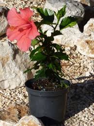 Monsoon season is the best time to prepare cuttings. How To Propagate Hibiscus In 10 Easy Steps Piglet In Portugal