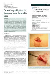 Mammary glands are female organs that produce milk for feeding the young. Pdf Current Surgical Options For Mammary Tumor Removal In Dogs