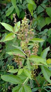 Image result for Flemingia