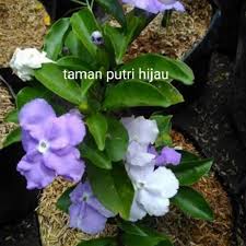 Bunga indah ini tumbuh subur di kawasan korea, jepang, tiongkok, dan amerika serikat. Tanaman Hias Melati Kosta Bunga Ungu Putih Melati Wangi Shopee Indonesia