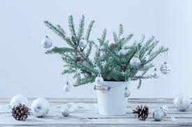 Five Festive Plants To Bring Indoors This Christmas