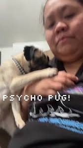 i thought i have a calmn cute pug but noooo she's a sharkie lols#pugso...