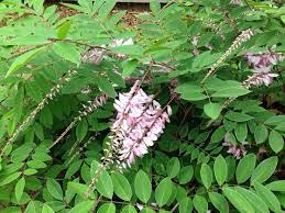 Garden Answers Plant Identification Plants Jungle Gardens Garden