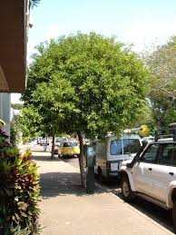 Image result for Mimusops elengi