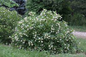 Maybe you would like to learn more about one of these? Common Buttonbush Home Garden Information Center