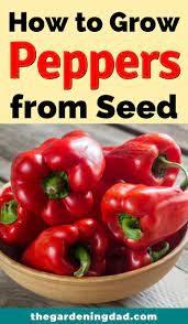 7 Easy Steps How To Grow Peppers From Seeds The Gardening Dad Stuffed Peppers Growing Peppers Growing Green Peppers